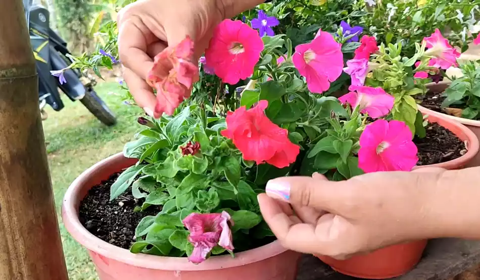 como plantar petunias