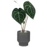 Anthurium Clarinervium