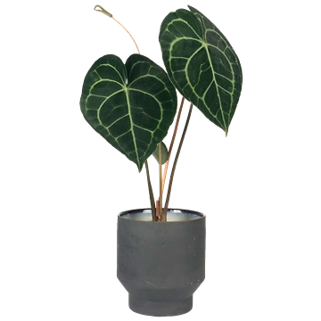 Anthurium Clarinervium