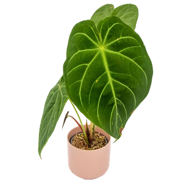 Anthurium Magnificum