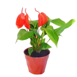 Anthurium Scherzerianum