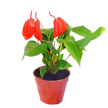 Anthurium Scherzerianum