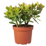 Arbol Jade Crassula Ovata