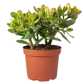 Arbol Jade Crassula Ovata