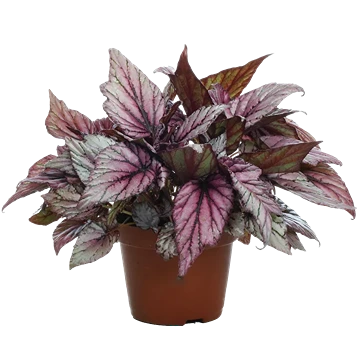 Begonia Rex