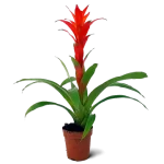 Guzmania Lingulata