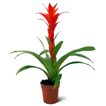 Guzmania Lingulata