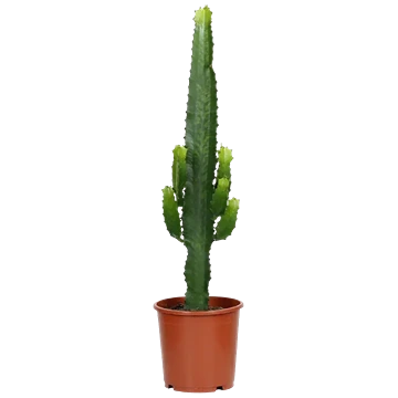 Euphorbia Acrurensis