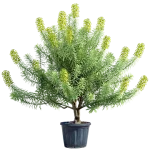 Euphorbia Characias