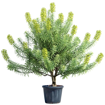 Euphorbia Characias