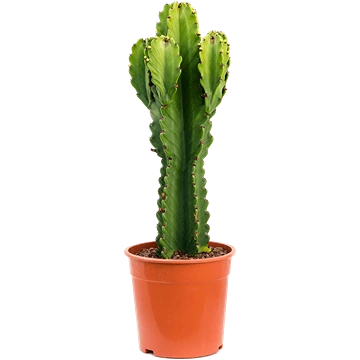 Euphorbia Ingens