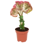 Euphorbia Lactea Cristata