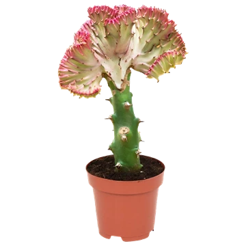 Euphorbia Lactea Cristata