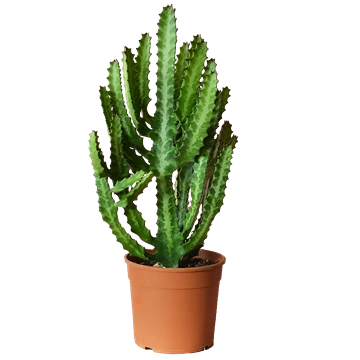 Euphorbia Lactea