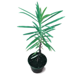 Euphorbia Lathyris