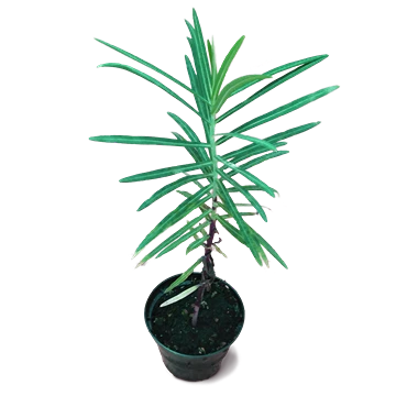Euphorbia Lathyris