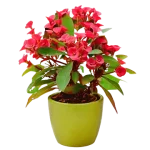 Euphorbia Milii