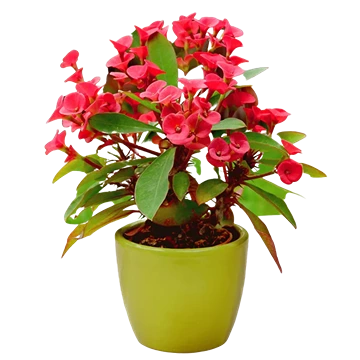 Euphorbia Milii