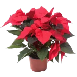 Euphorbia Pulcherrima Poinsettia