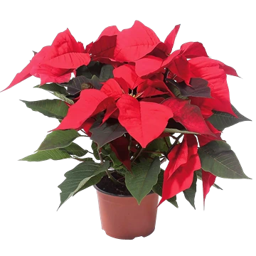 Euphorbia Pulcherrima Poinsettia