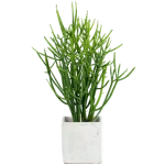 Euphorbia Tirucalli