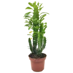 Euphorbia Trigona