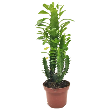 Euphorbia Trigona