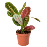 Maranta Leuconeura