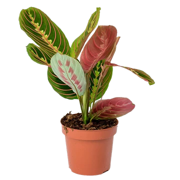 Maranta Leuconeura