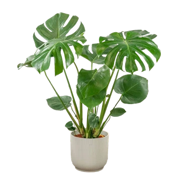 Monstera Deliciosa