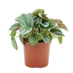 Peperomia Caperata