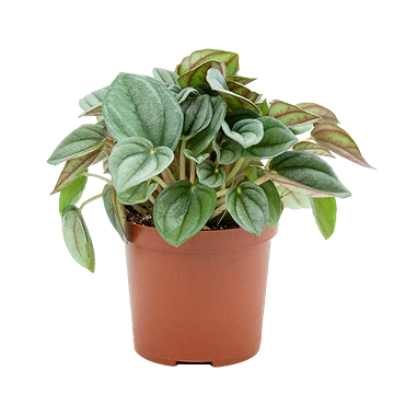 Peperomia Caperata