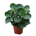 Peperomia Obtusifolia