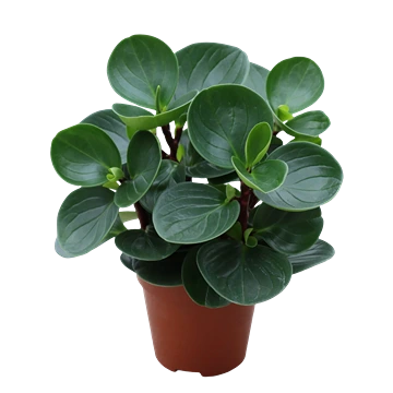 Peperomia Obtusifolia