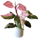 Philodendron Pink Princess