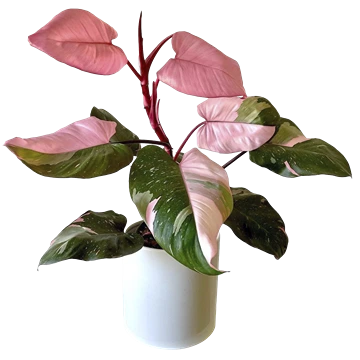 Philodendron Pink Princess