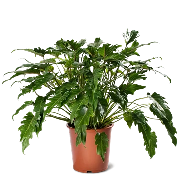 Philodendron Xanadu