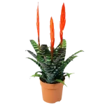 Vriesea Splendens