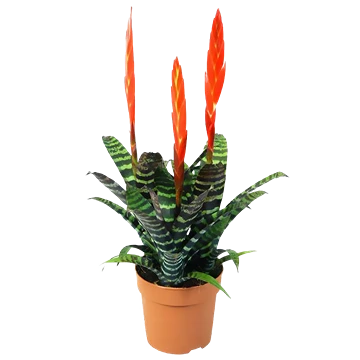 Vriesea Splendens